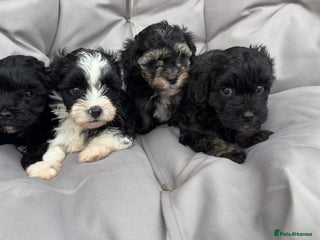 Yorkiepoo dogs - Advert 18