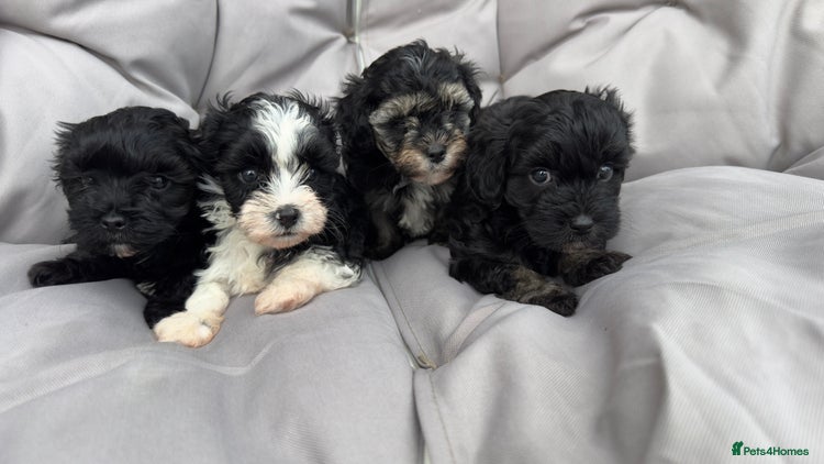 Yorkiepoo dogs - Advert 13