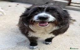 Mixed Breed dogs for adoption: Xin is waiting patiently for a family  - Image 5