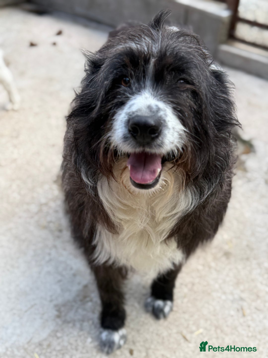 Mixed Breed dogs for adoption: Xin is waiting patiently for a family  - Image 5