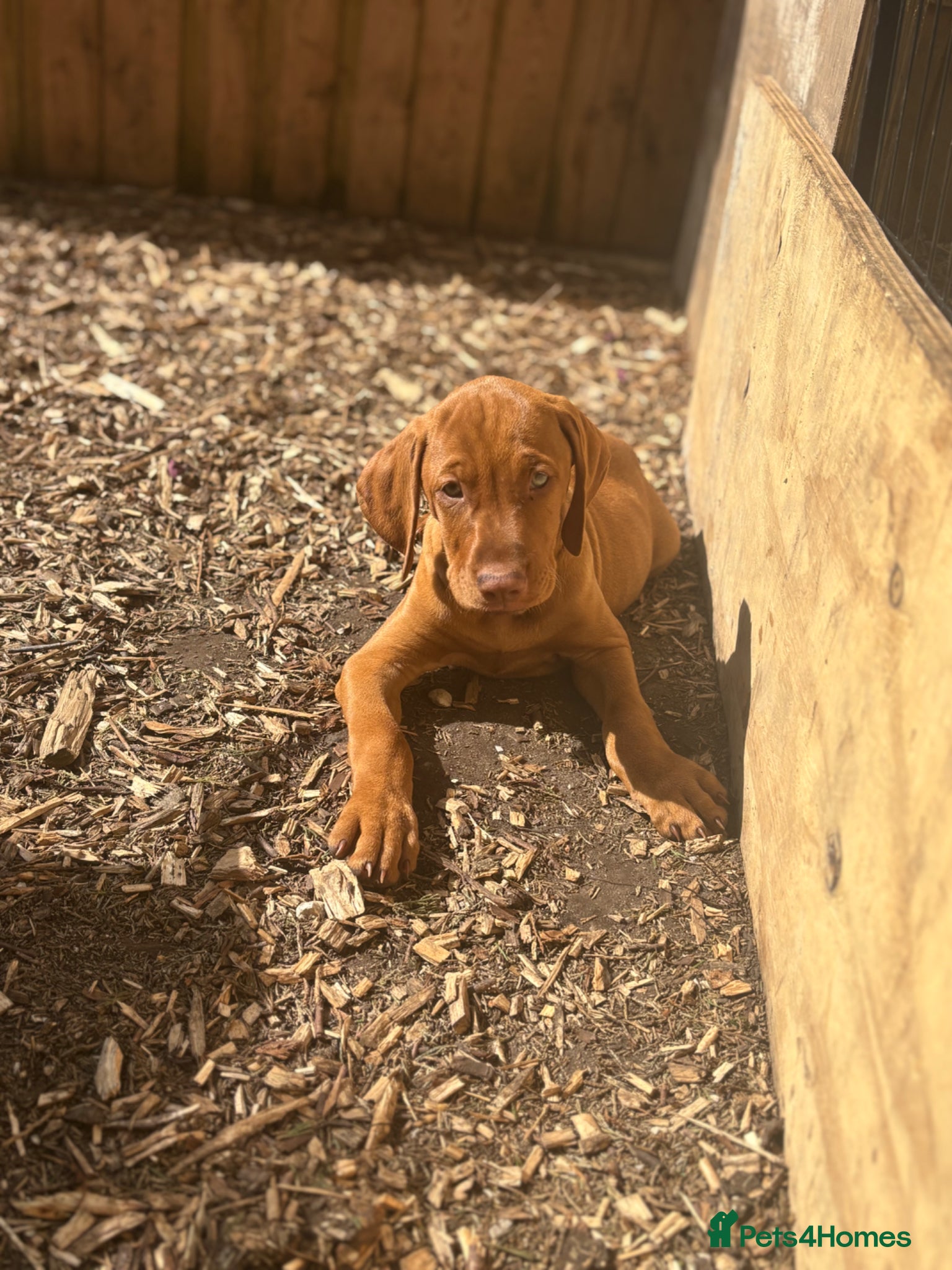 Hungarian Vizsla dogs KC REGISTERED VIZSLA PUPPIES  - Advert 2