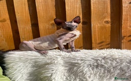 Sphynx cats for sale: Male sphynx kitten looking for forever slave - Advert 5