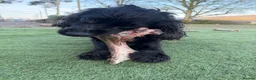 Cocker Spaniel dogs for adoption: Billy - Advert 3
