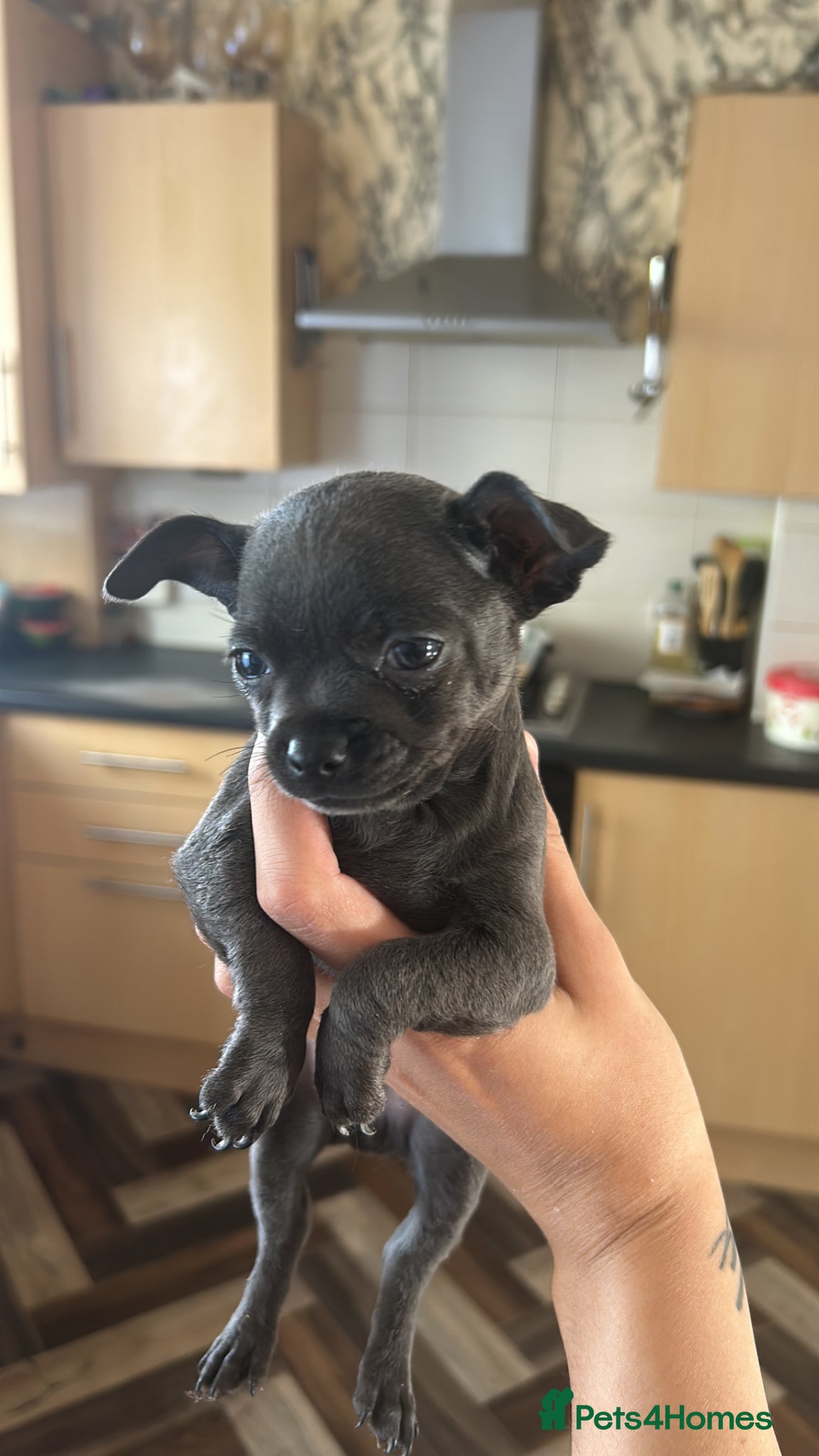 Chihuahua dogs Adorable Chihuahua 🐾🐶🐾🐶  - Advert 1