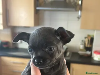 Chihuahua dogs Adorable Chihuahua 🐾🐶🐾🐶 - Advert 6