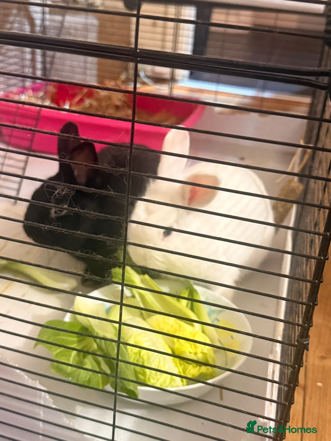 Mixed Breed rabbits for sale: Beautiful Rabbits Looking for Loving Homes 🐰 - Advert 1