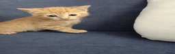 Domestic Shorthair cats for sale: Only one kittens  - Advert 3
