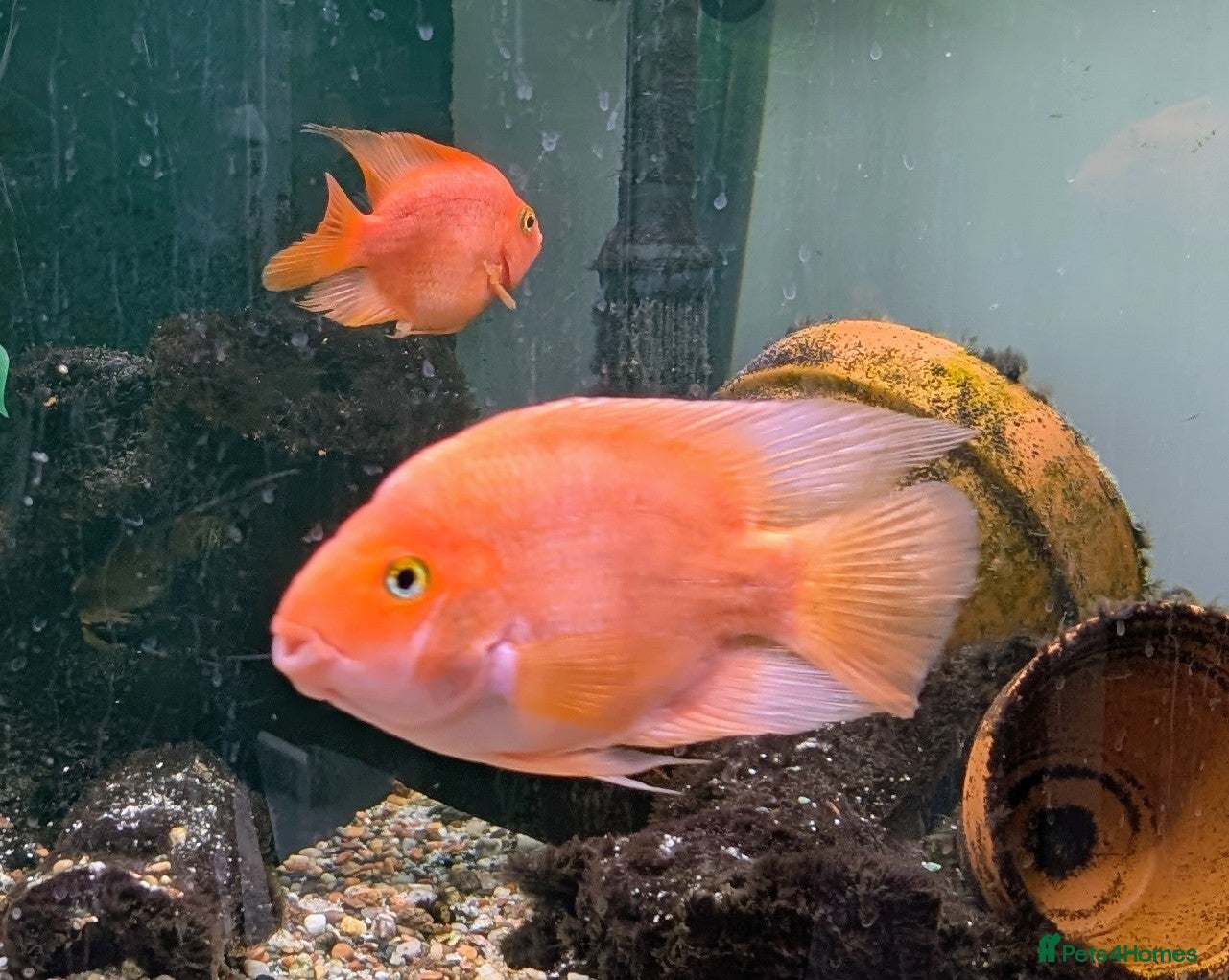 Cichlids fish Two Healthy Blood Red Parrot Cichlids (6" and 3") - Advert 2