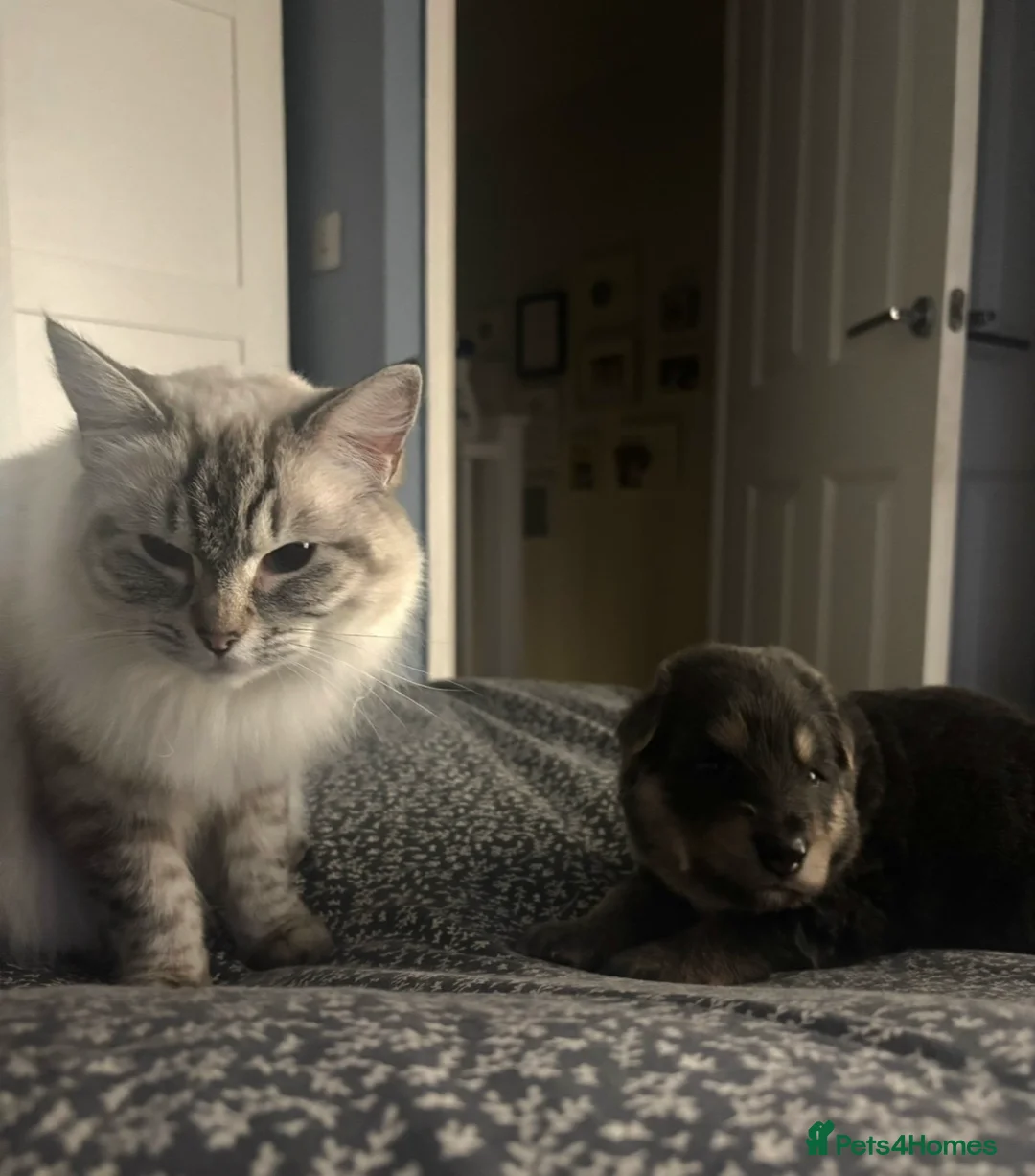 Ragdoll cats for sale: 🌸Beautiful seal lynx queen🌸 - Advert 2