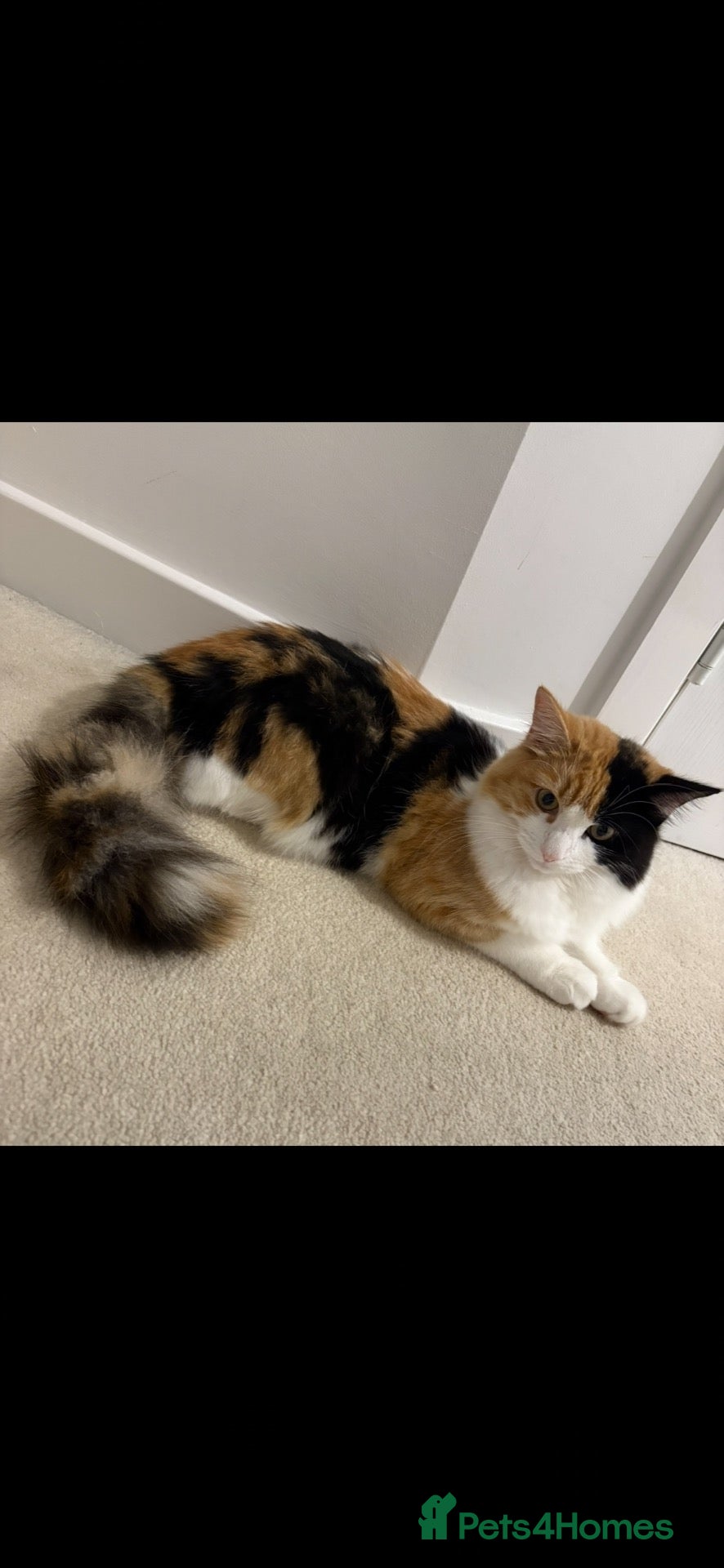 Mixed Breed cats Half ragdoll cat  - Advert 1