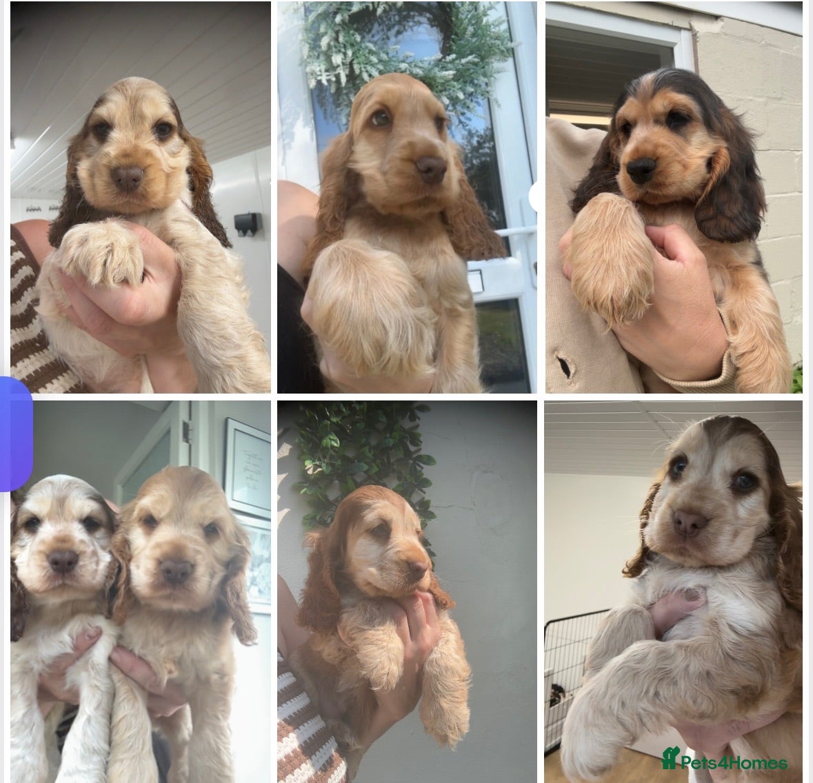 Cocker Spaniel dogs REDUCED READY NOW 🤎 KC Reg Sable Show cocker - Advert 1
