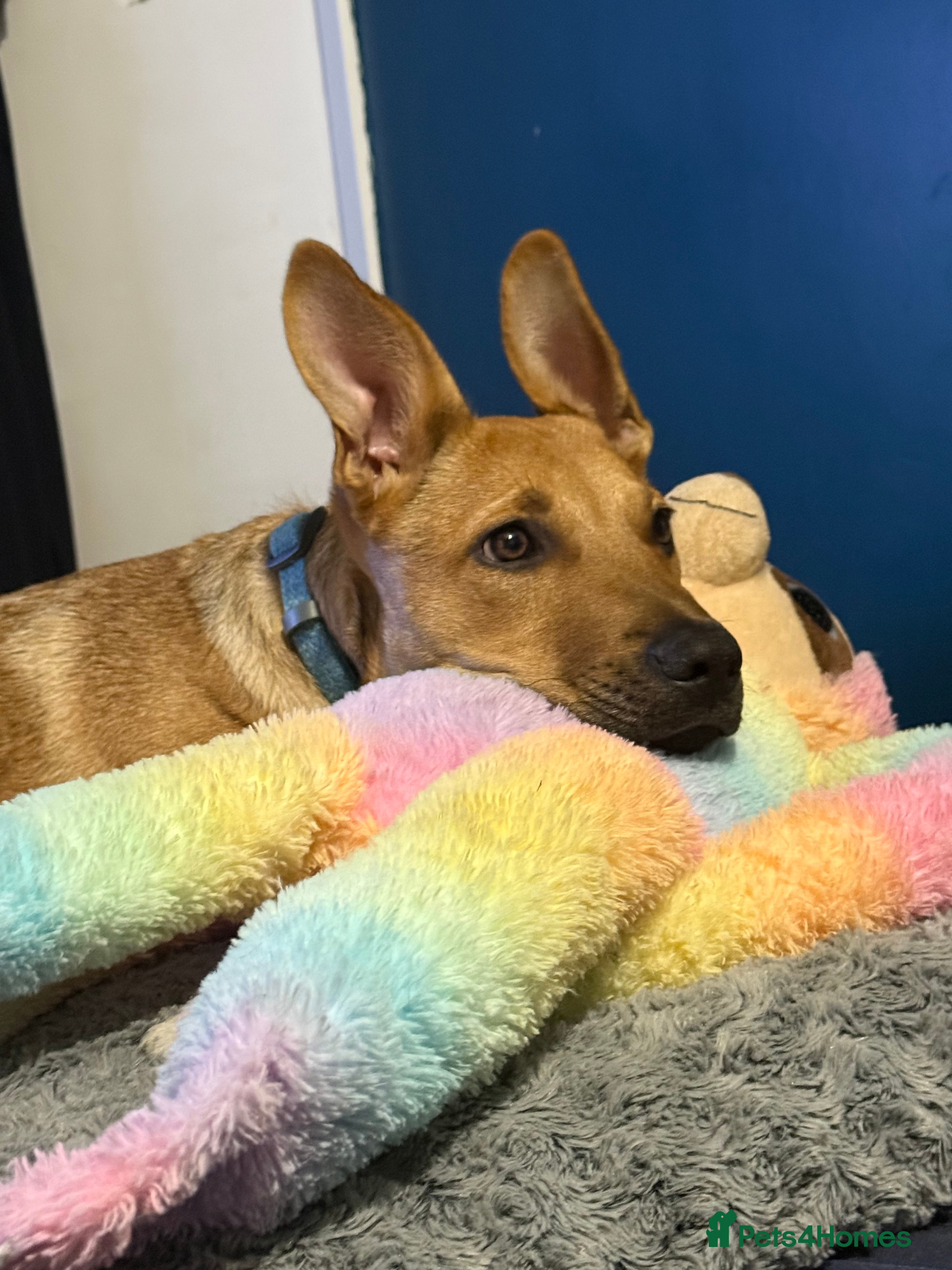 Mixed Breed dogs Ruby the German Shepherd X staffy pup - Advert 7