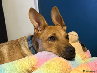 Mixed Breed dogs Ruby the German Shepherd X staffy pup - Advert 13