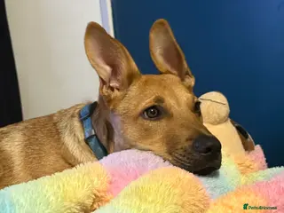 Mixed Breed dogs Ruby the German Shepherd X staffy pup - Advert 15