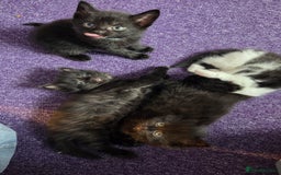 Mixed Breed cats for sale: One male and female tabby kittens  - Image 7
