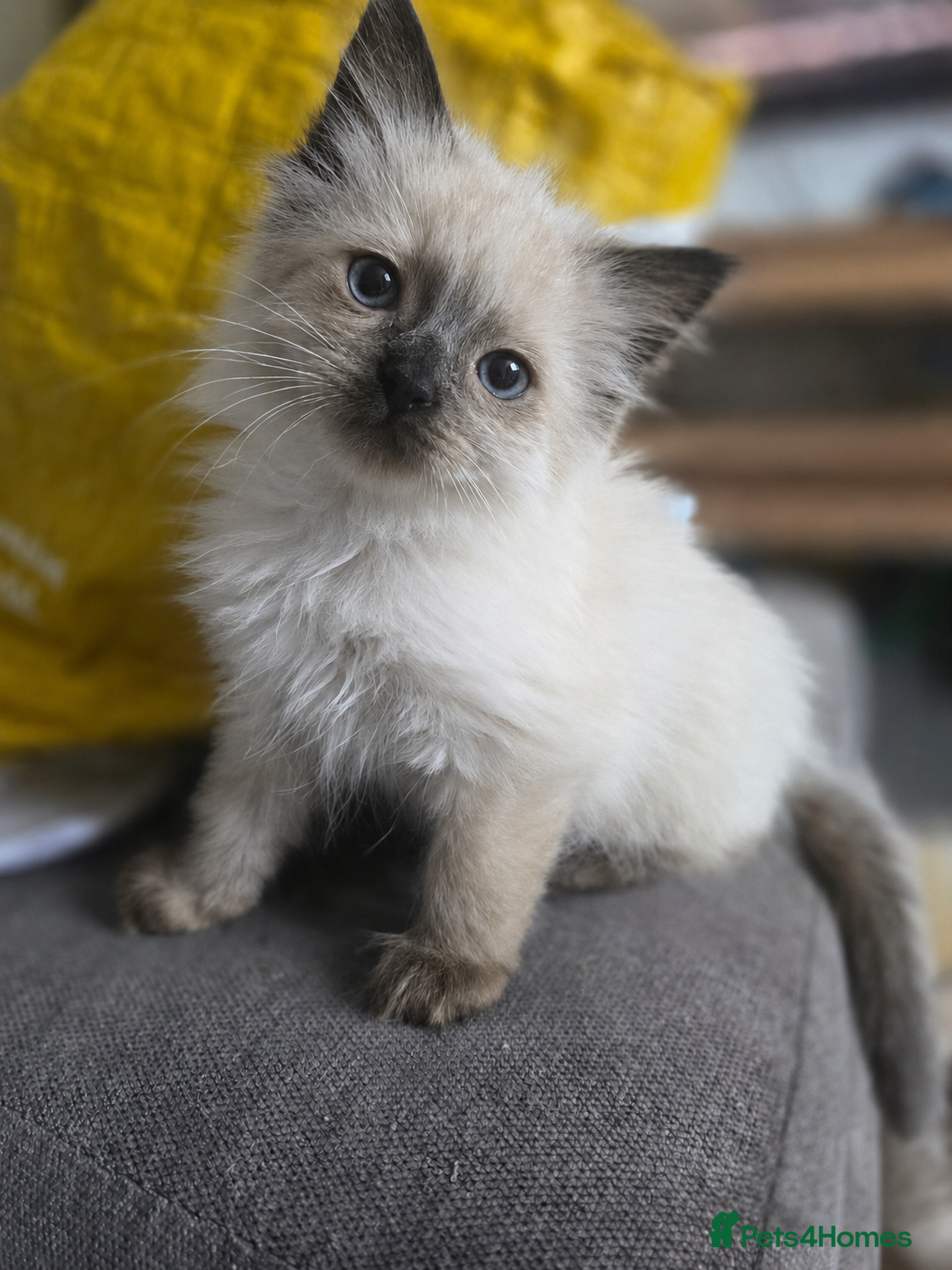 Ragdoll cats Health Tested Ragdoll Babies - Advert 12