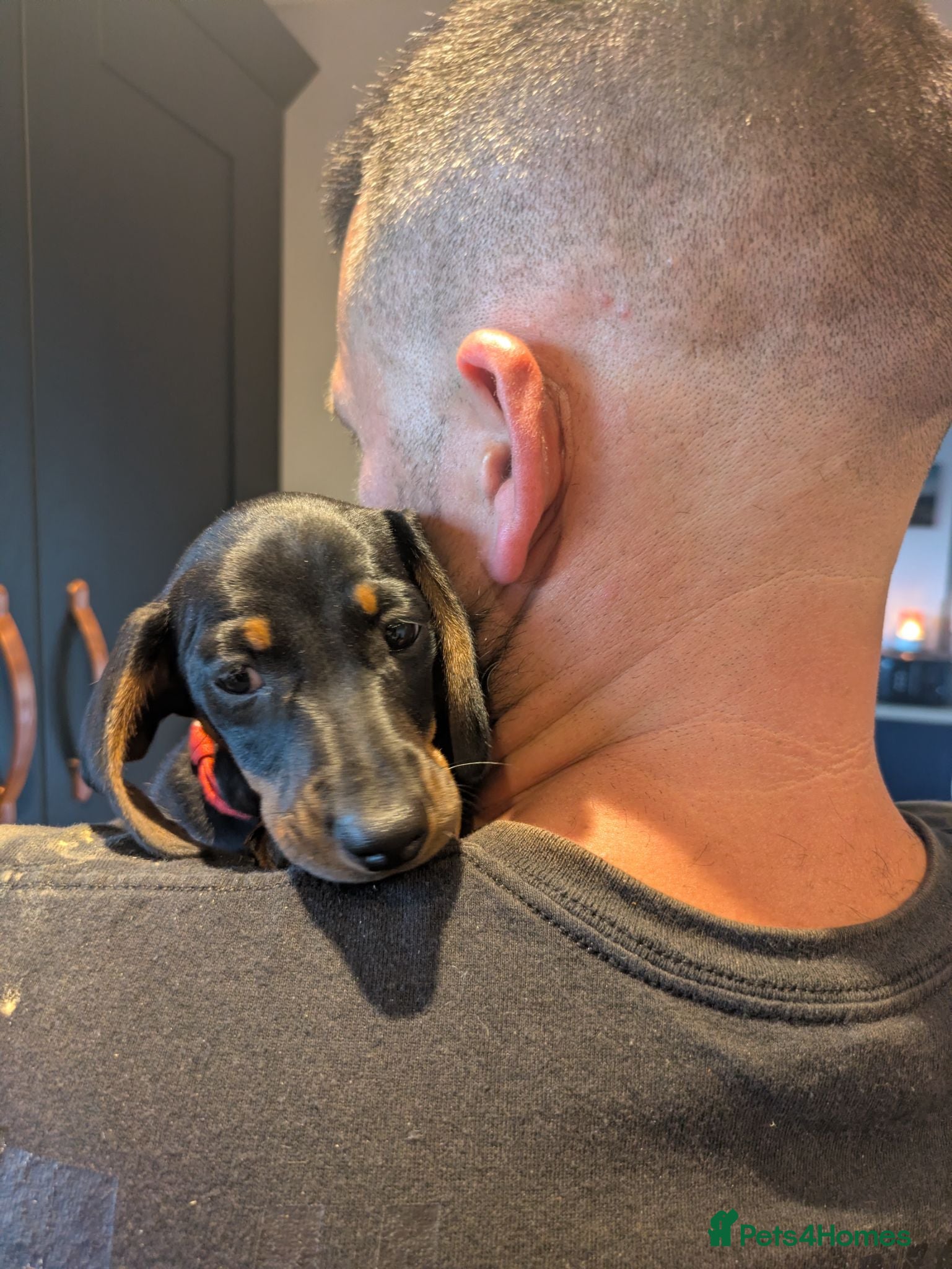 Miniature Dachshund dogs Miniature Dachshund pups  - Advert 2