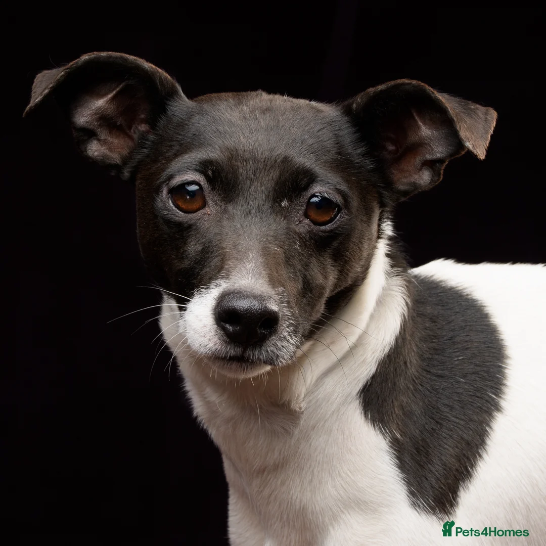 Jackapoo dogs for sale: One Lovely Jackapoo puppy available - Advert 2