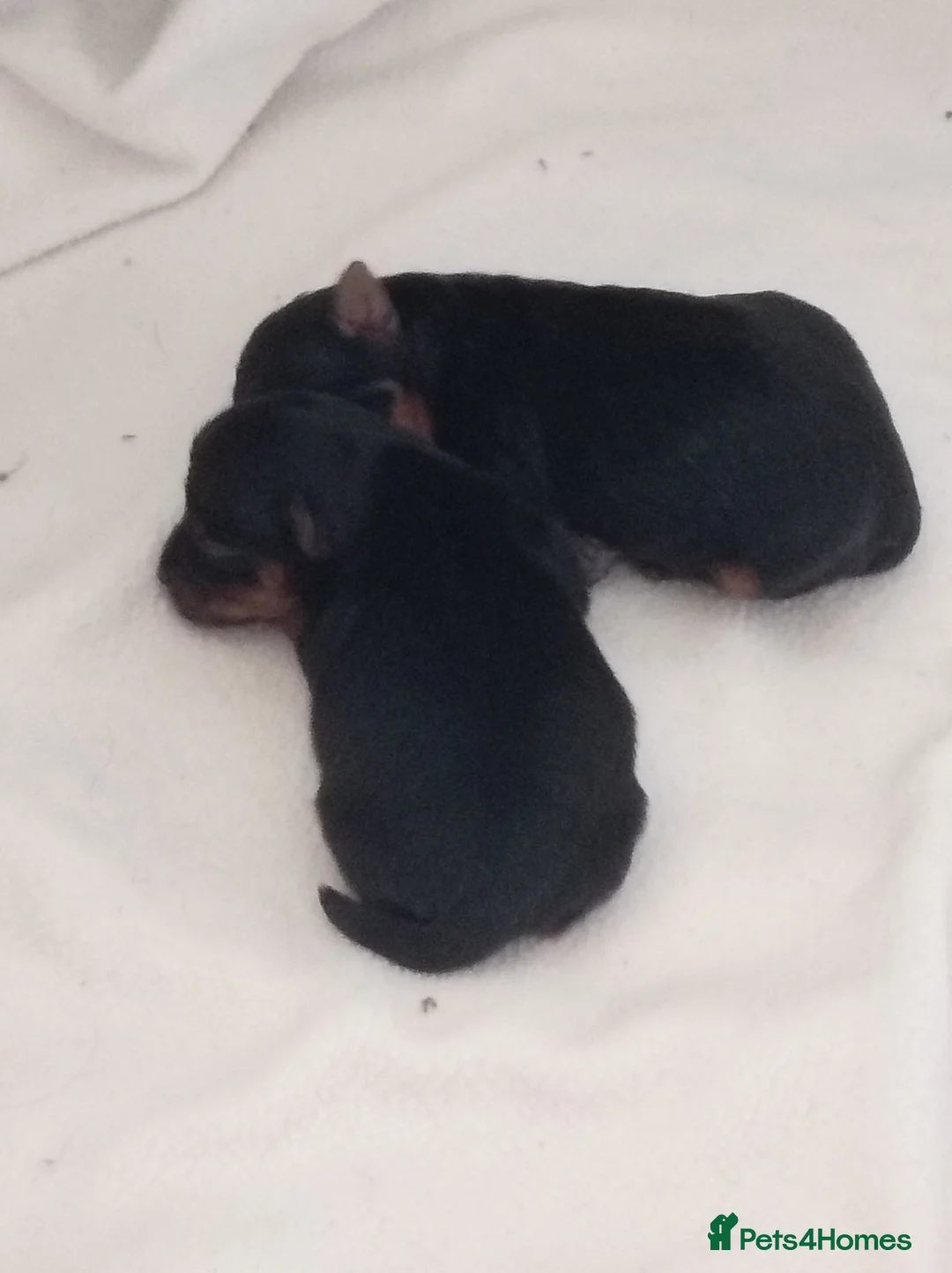 Yorkshire Terrier dogs for sale: Two boy puppies dad is kc registered 5 gen - Advert 2