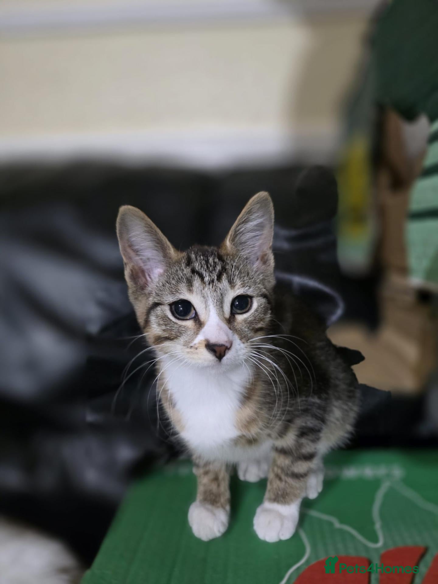 Mixed Breed cats Kittens ready for their forever homes tabby bengal - Advert 13