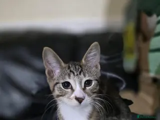 Mixed Breed cats Kittens ready for their forever homes tabby bengal - Advert 13