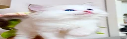 Ragdoll cats for sale: Pedigree show quality kitten Ragdolls 💝 - Advert 14