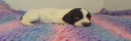 English Springer Spaniel dogs for sale: KC clear DNA vax vetted Springer Pups - Advert 24