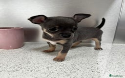 Chihuahua dogs for sale: Beautiful Chihuahua Puppies – Ready This Sunday - Image 8
