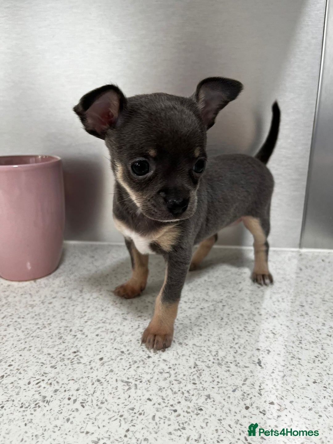 Chihuahua dogs for sale: Beautiful Chihuahua Puppies – Ready This Sunday - Image 8