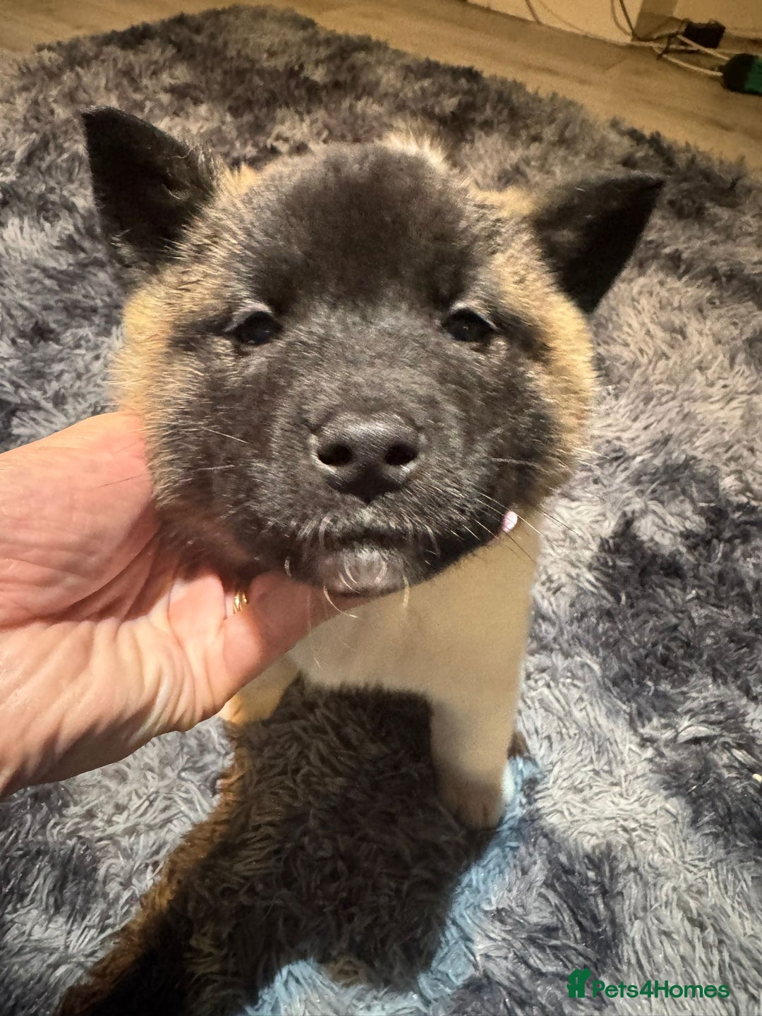 Akita dogs for sale: Bear faced American akitas puppies  - Advert 6