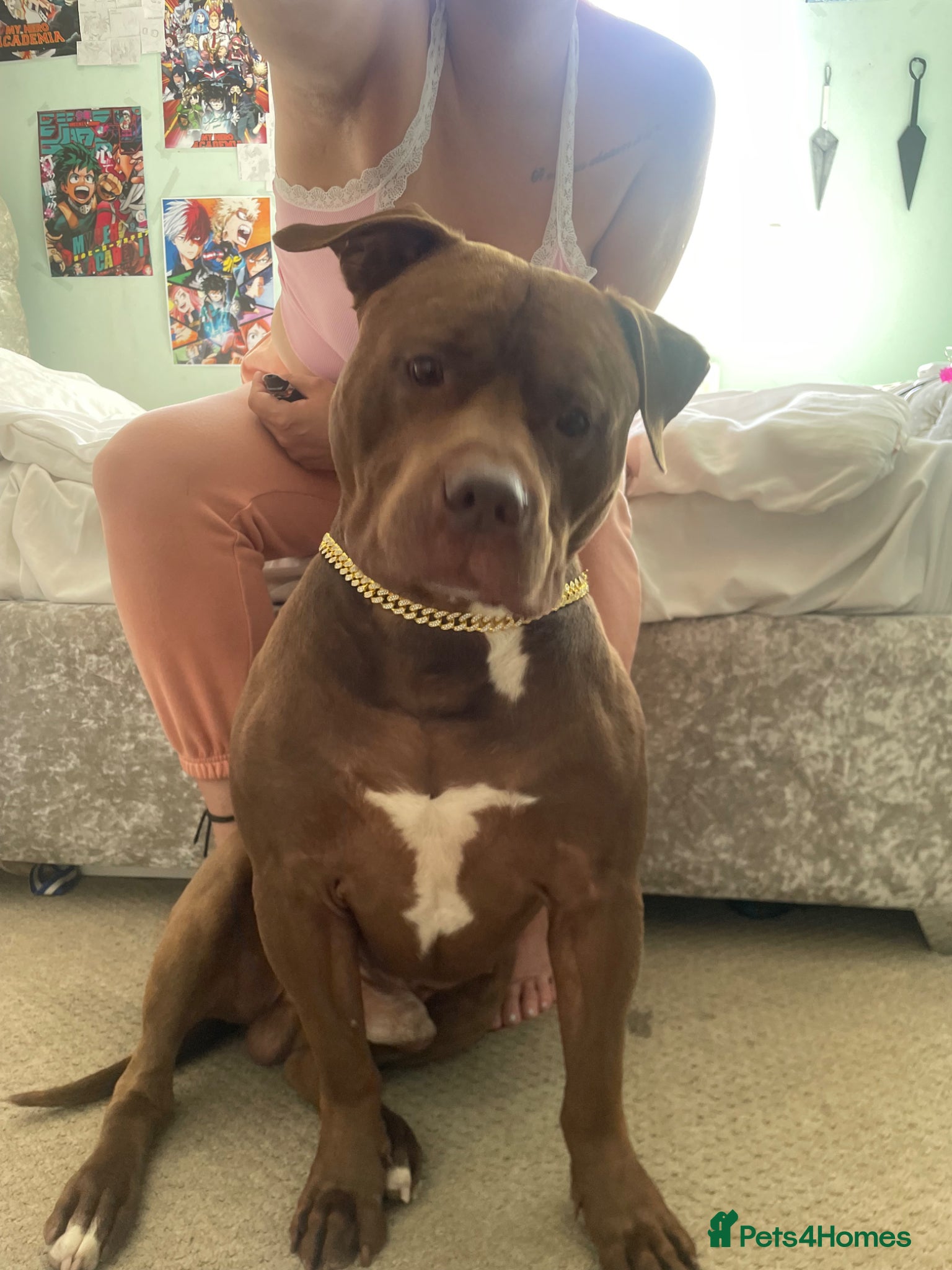 Staffordshire Bull Terrier dogs Stud to rent meet bear  - Advert 2