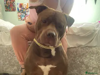 Staffordshire Bull Terrier dogs Stud to rent meet bear - Advert 2