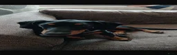 Dachshund dogs for sale: NANCY  - Advert 1