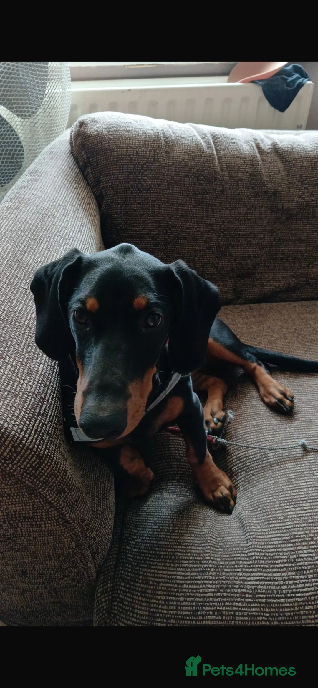Dachshund dogs for sale: NANCY  - Advert 1