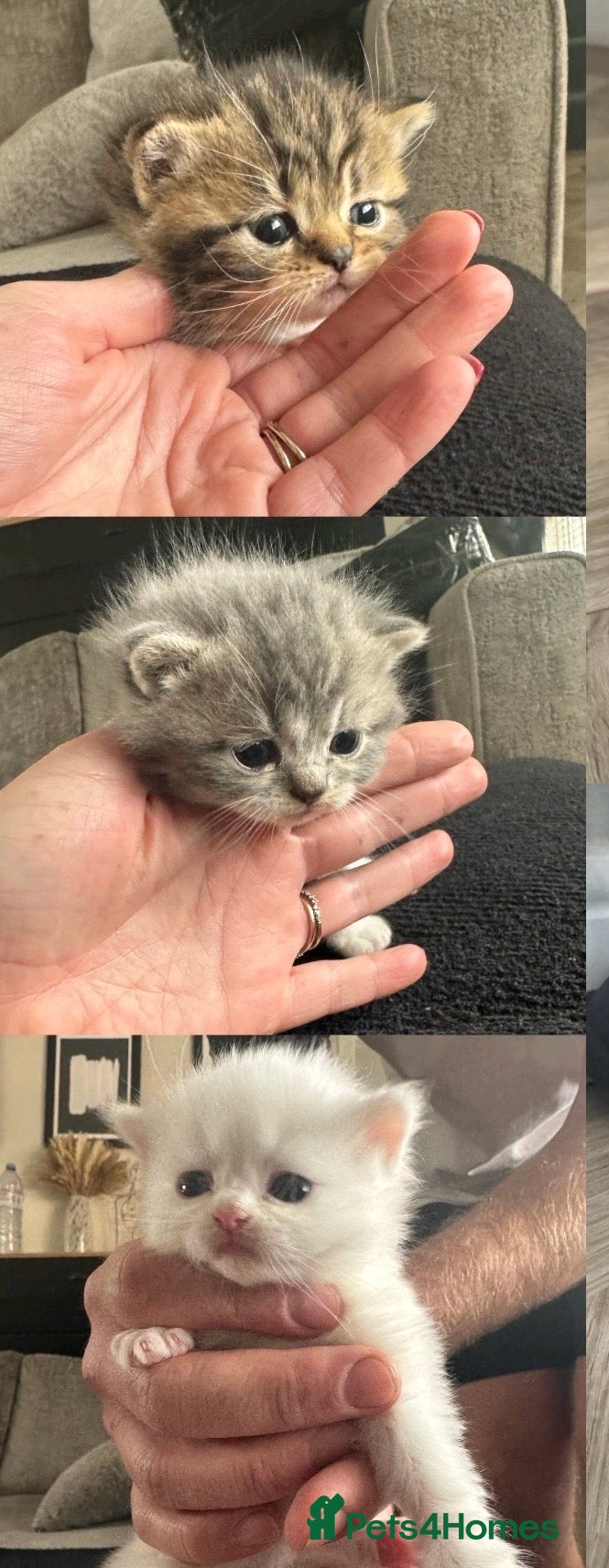 British Shorthair cats Gorgeous British shorthair x Persian kittens  - Advert 1