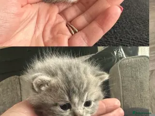 British Shorthair cats Gorgeous British shorthair x Persian kittens - Advert 1