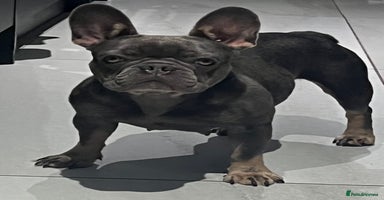French Bulldog dogs - Advert 6