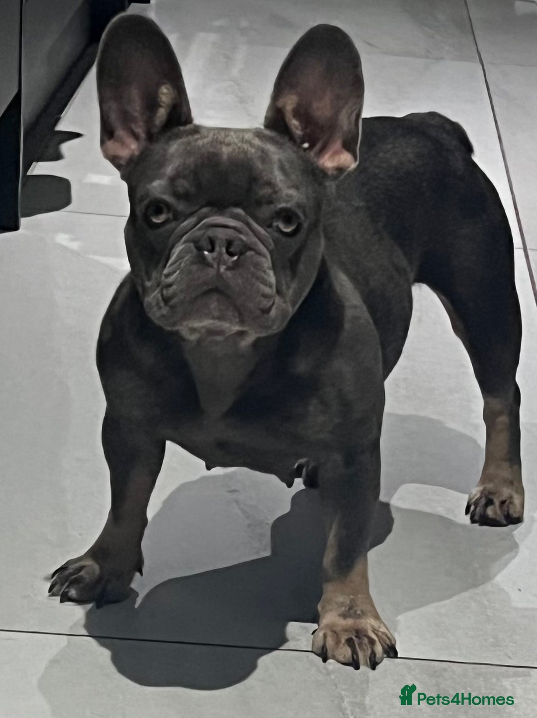 French Bulldog dogs for sale: French Bulldogs Ready to Leave  - Image 2