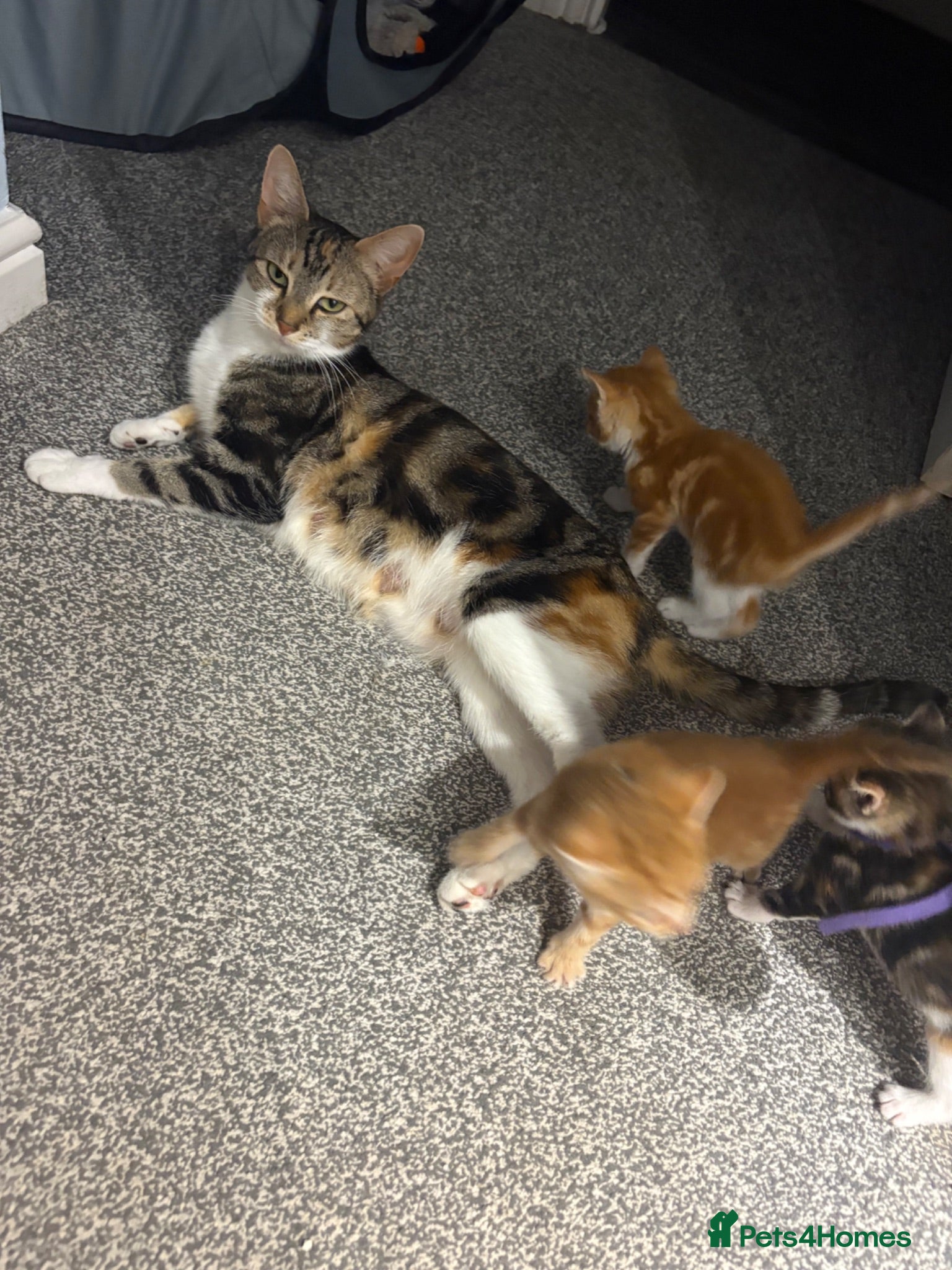 Mixed Breed cats 10x kittens for sale  - Advert 3