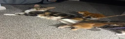 Mixed Breed cats for sale: 10x kittens for sale  - Advert 1