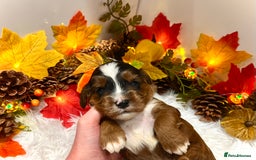 Cockapoo dogs for sale: 🌟Rare Reverse F1B Sable🌟DNA CLEAR Mini Cockapoos - Image 3