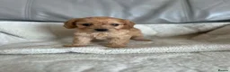 Cockapoo dogs for sale: Our beautiful cockapoo puppies - Advert 15