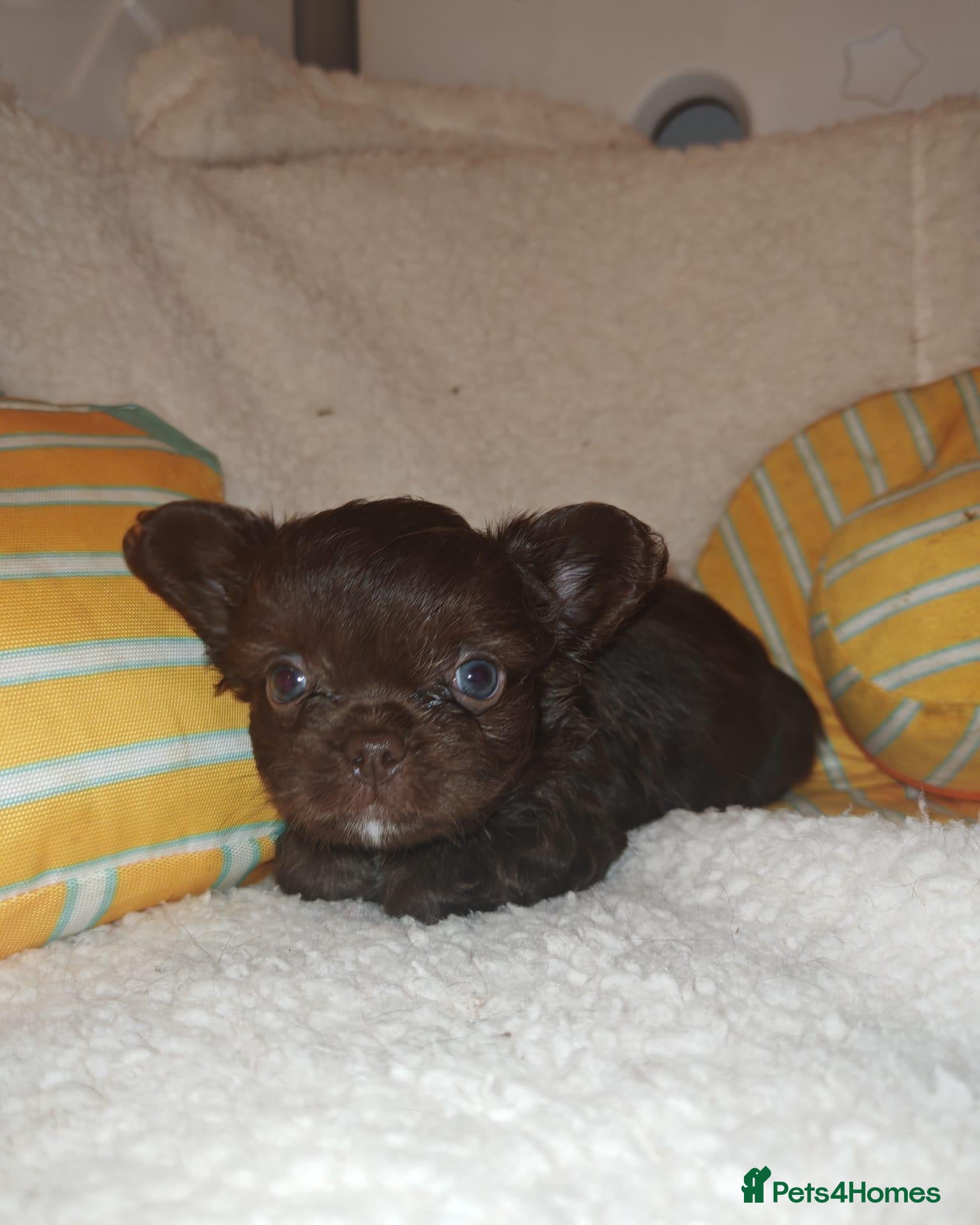Mixed Breed dogs Fluffy French Bulldog cross Affenpinscher Shih Tzu - Advert 1