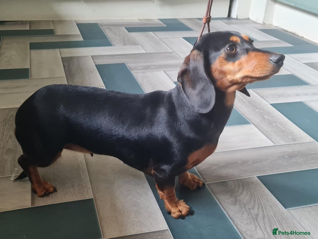 Miniature Dachshund dogs for sale: Miniature smooth dachshund  - Image 6