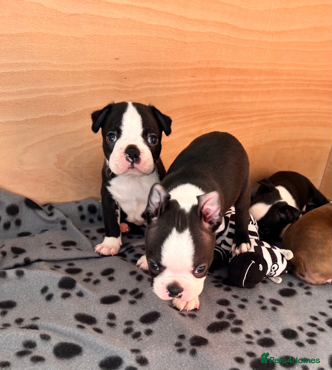 Boston Terrier dogs for sale: Beautiful Chunky KC Boston Terrier Puppies - Image 4