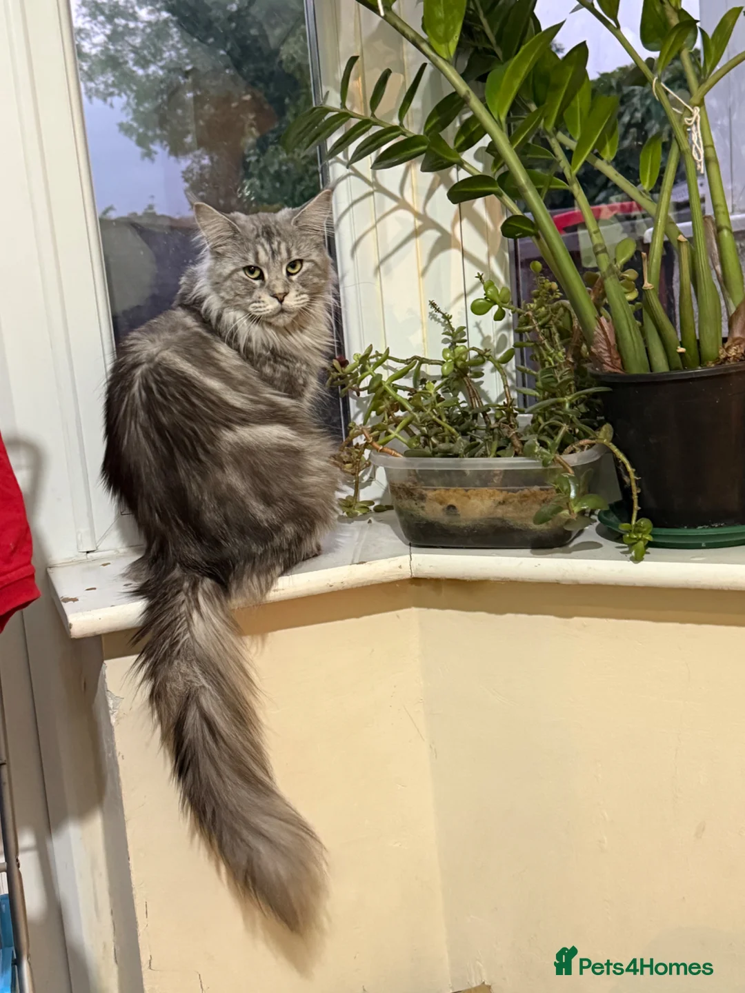 Maine Coon cats for sale: Last Boy Available! 🐾 - Advert 1