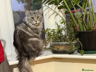 Maine Coon cats Last Boy Available! 🐾 - Advert 2
