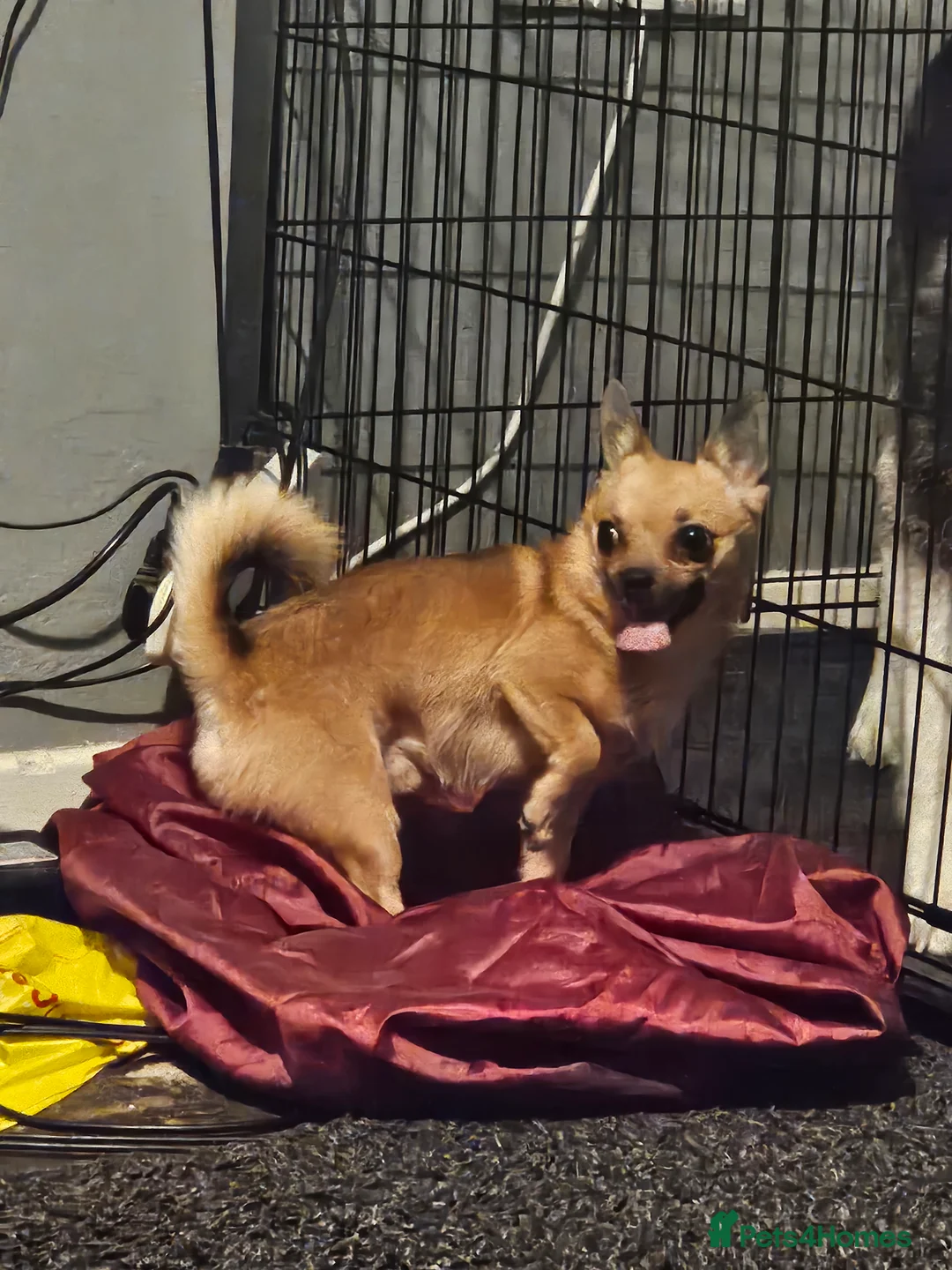 Pomchi dogs for stud: Pomchi for stud - Advert 2