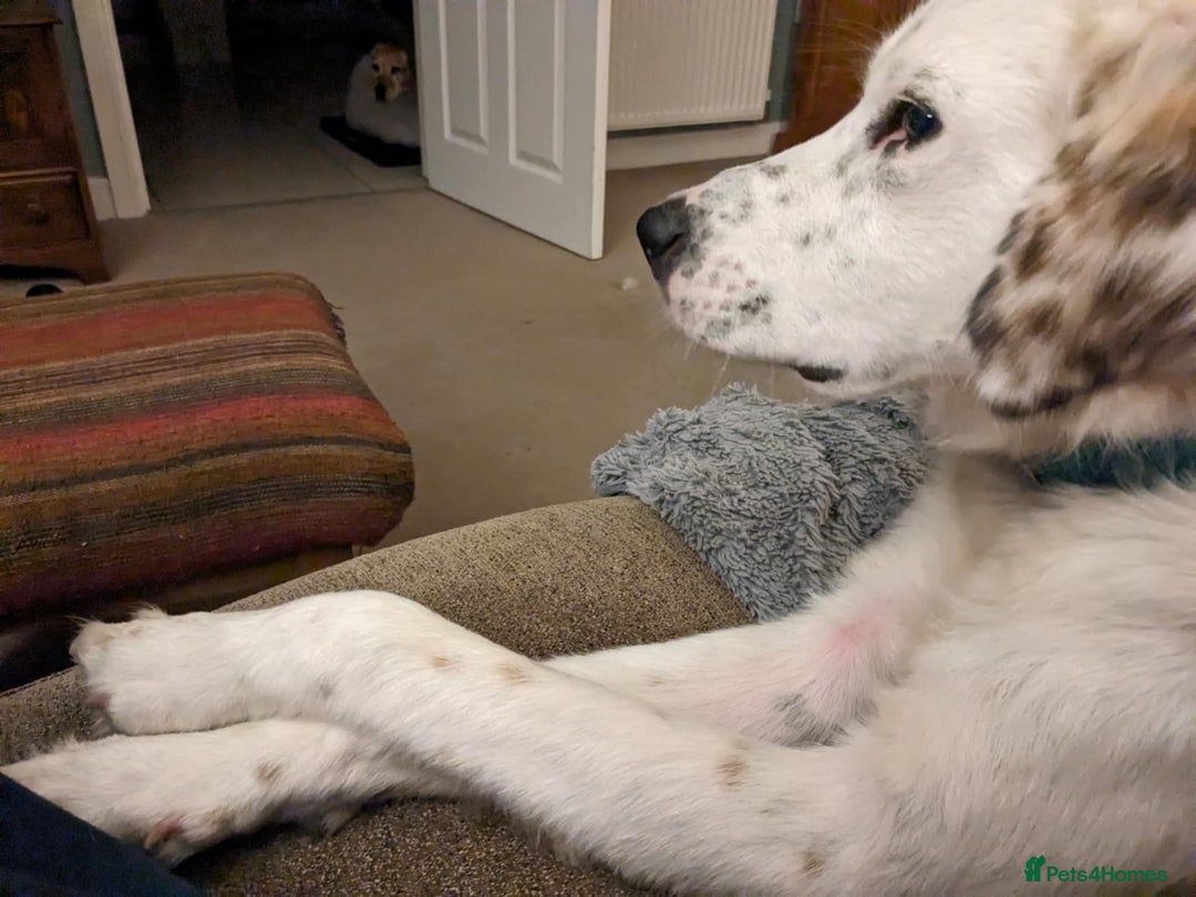 Mixed Breed dogs for adoption: Ned needs someone to believe in him 💙 - Advert 5