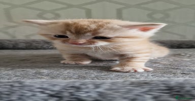 British Shorthair cats in Birmingham - Advert 10